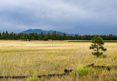 Scenic view of field against sky