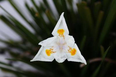 Close-up of yellow flower