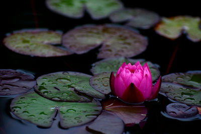 Close-up of pink water lily in pond