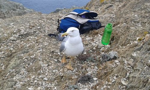 Seagull on beach