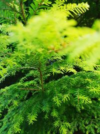 Close-up of fresh green leaves on tree