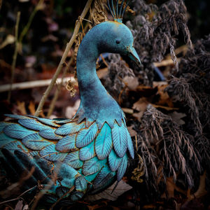 Close-up of a bird in forest