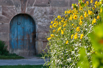 Yellow flowering plant on stone wall