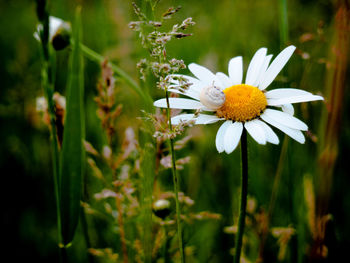 Close-up of white flowers