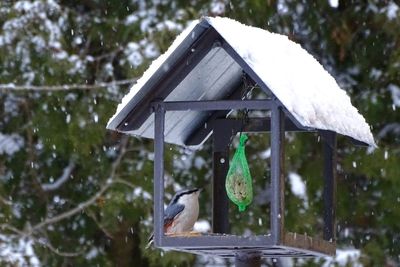 View of bird on snow covered landscape during rainy season