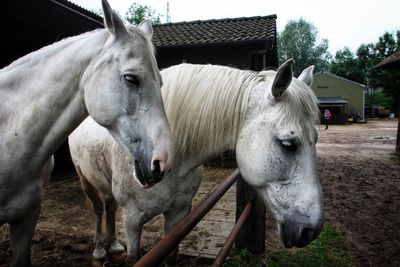 Horses standing in ranch