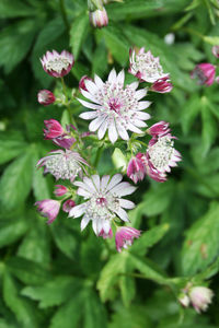 Close-up of pink flower