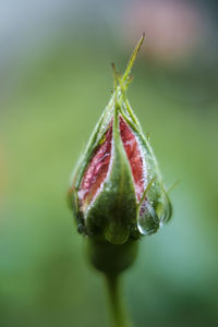 Close-up of flower bud