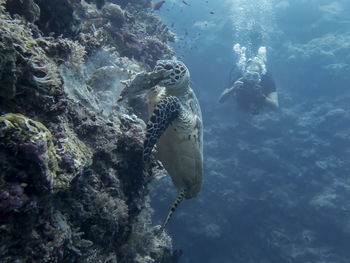 Fish swimming in sea