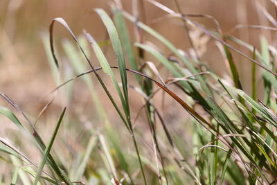 grass