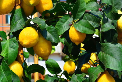 Close-up of fruits on tree