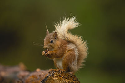 Close-up of squirrel on wood