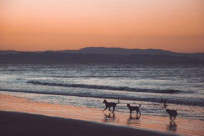 Silhouette birds on beach against sky during sunset