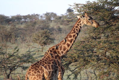 Giraffe against trees