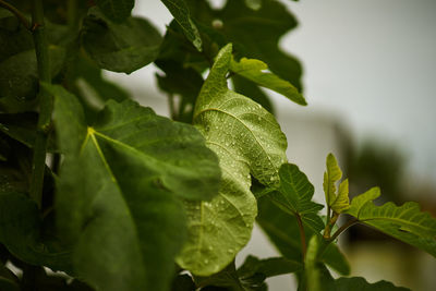 Close-up of green leaves