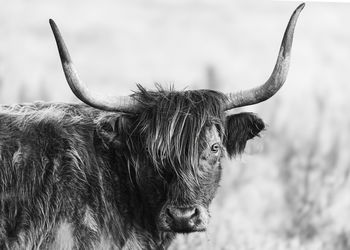 Cow standing on field