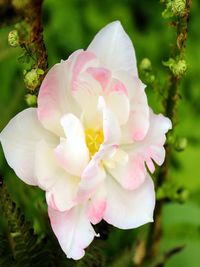 Close-up of pink rose flower