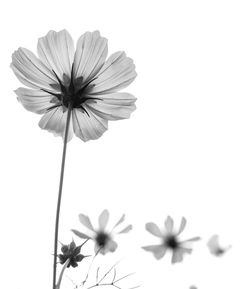 Close-up of flowers blooming outdoors