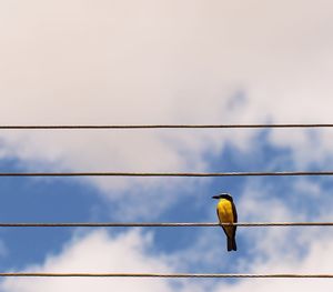 Low angle view of bird perching on cable against sky