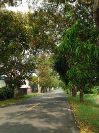 Empty road along trees