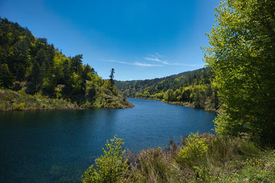 Scenic view of lake in forest against blue sky