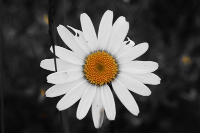 Close-up of white daisy blooming outdoors