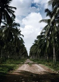 Empty road with trees in background