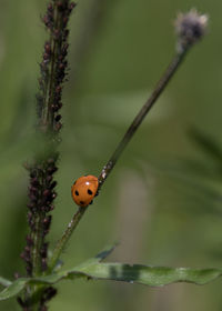 Close-up of ladybug on plant