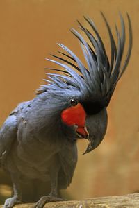 Close-up of parrot perching on a bird