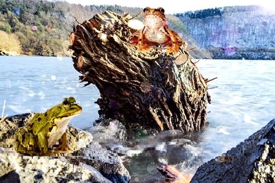 Close-up of birds on rock against trees