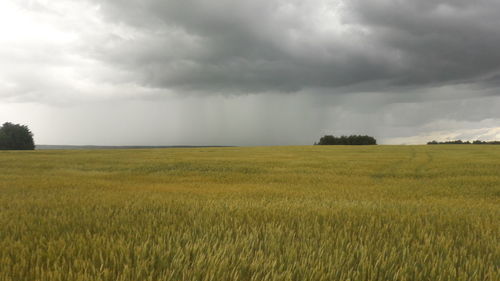 Scenic view of agricultural field against sky