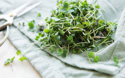 Fresh organic radish micro green on textile background