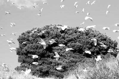 Flock of birds flying over sea