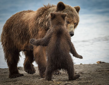 Grizzly bear with cub on shore at beach