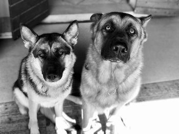 Close-up portrait of dogs