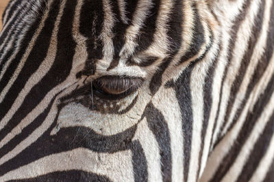 Close-up of a zebra