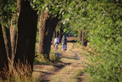 Rear view of people cycling on trail amidst trees in forest