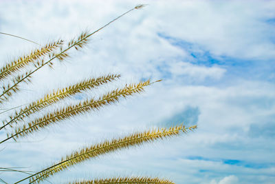 Low angle view of plant against sky