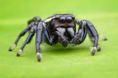 Close-up of spider