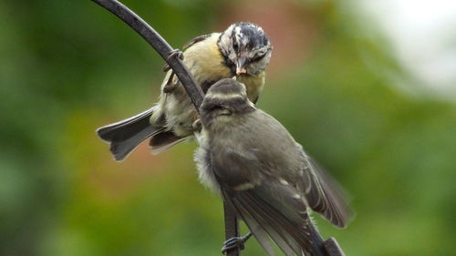 Close-up of bird perching on branch