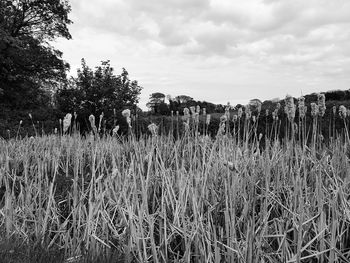 Plants growing on field against sky