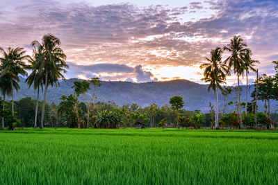 Scenic view of palm trees on field against sky