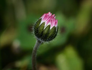 Close-up of pink flower buds