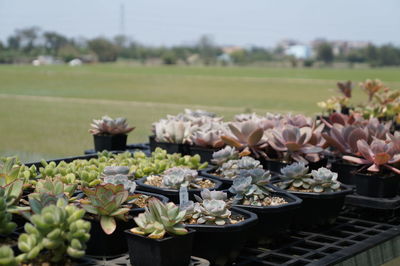 Close-up of plants against sky