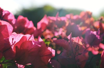 Close-up of pink flowering plant