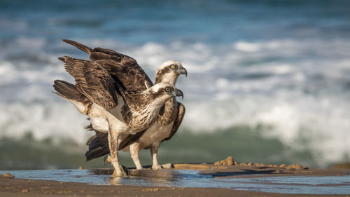 View of bird on beach