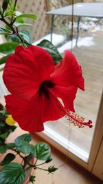 Close-up of red hibiscus blooming outdoors