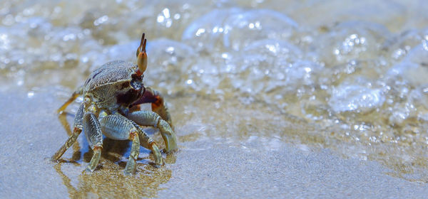 Close-up of crab on sand