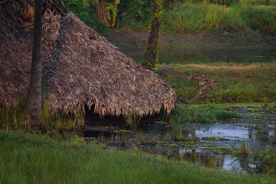 Grass on field by lake