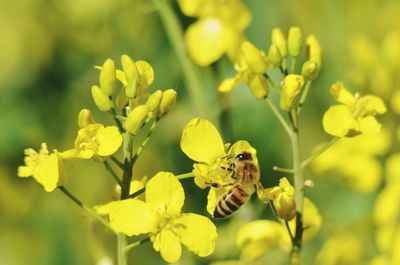 Close-up of insect on yellow flower